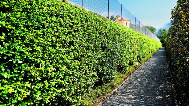 A pathway flanked by a neatly trimmed hedge and a chain-link fence. - Corba Luxury Lake View Apartment (Canobbio)