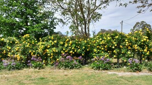 A garden with yellow flowering plants and trees.