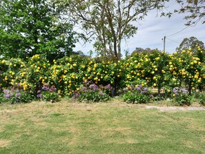 A garden with yellow flowering plants and trees.