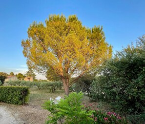 A tree with yellow leaves in a garden with a gravel path and white chairs. - A House Nestled Among Olive Trees • Luberon • Village a 5-minute walk away (Saint-Saturnin-lès-Apt)