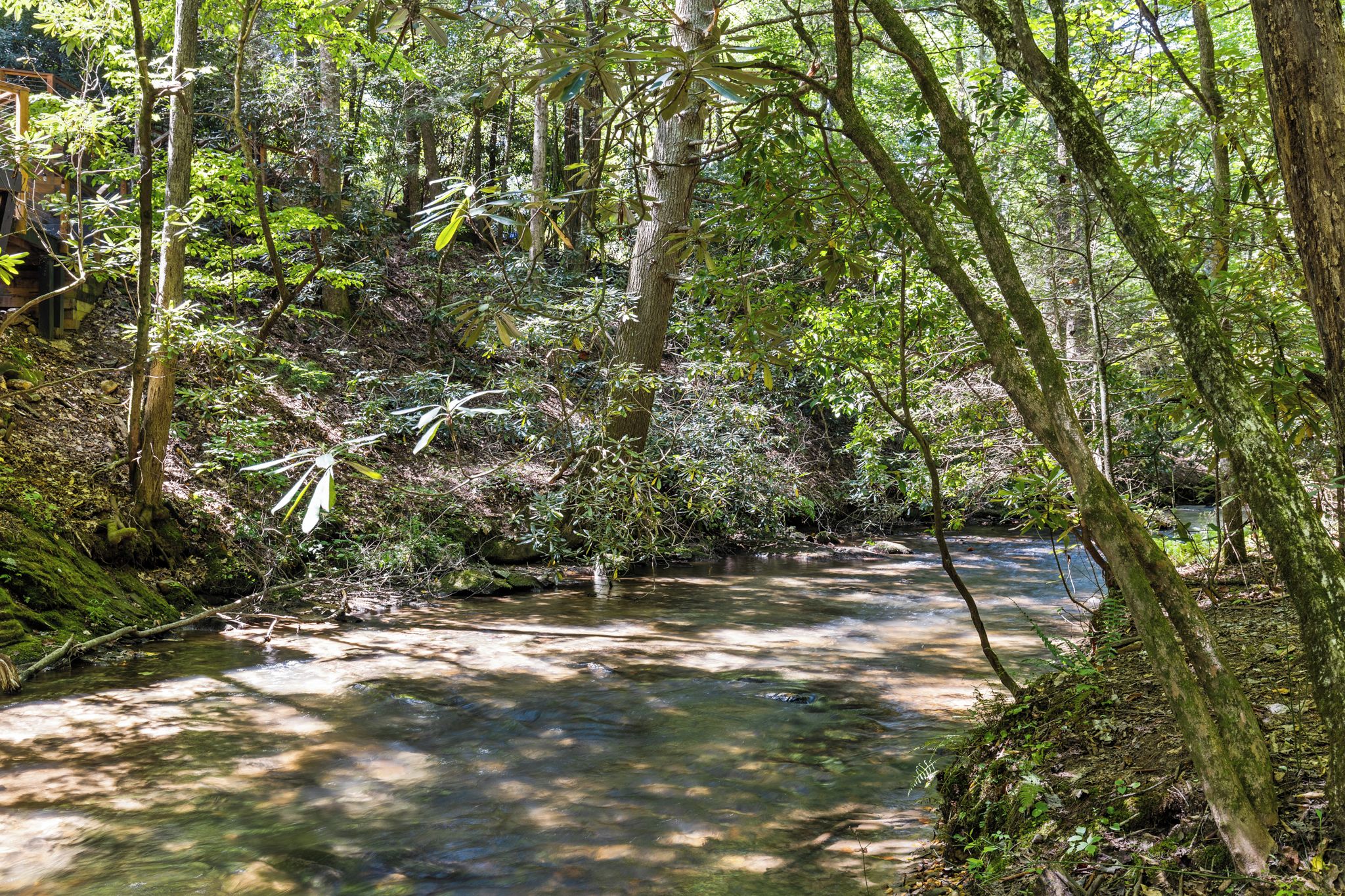 A forested area with a stream running through it.