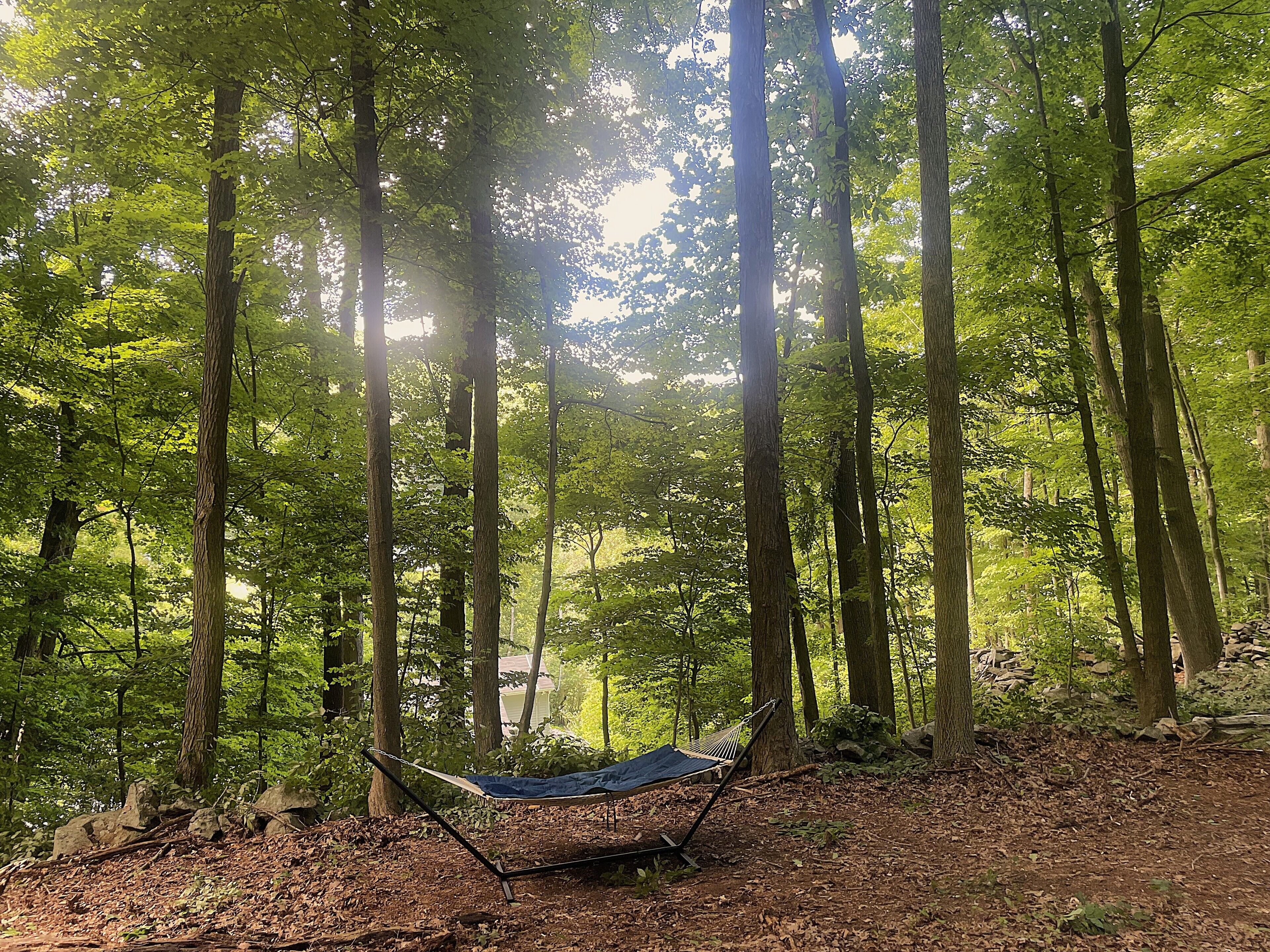 A hammock in a forested area with tall trees and sunlight filtering through.