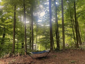 A hammock in a forested area with tall trees and sunlight filtering through.