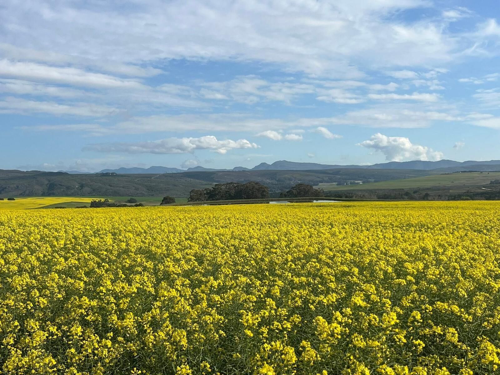 A vast field of yellow flowers under a clear sky.