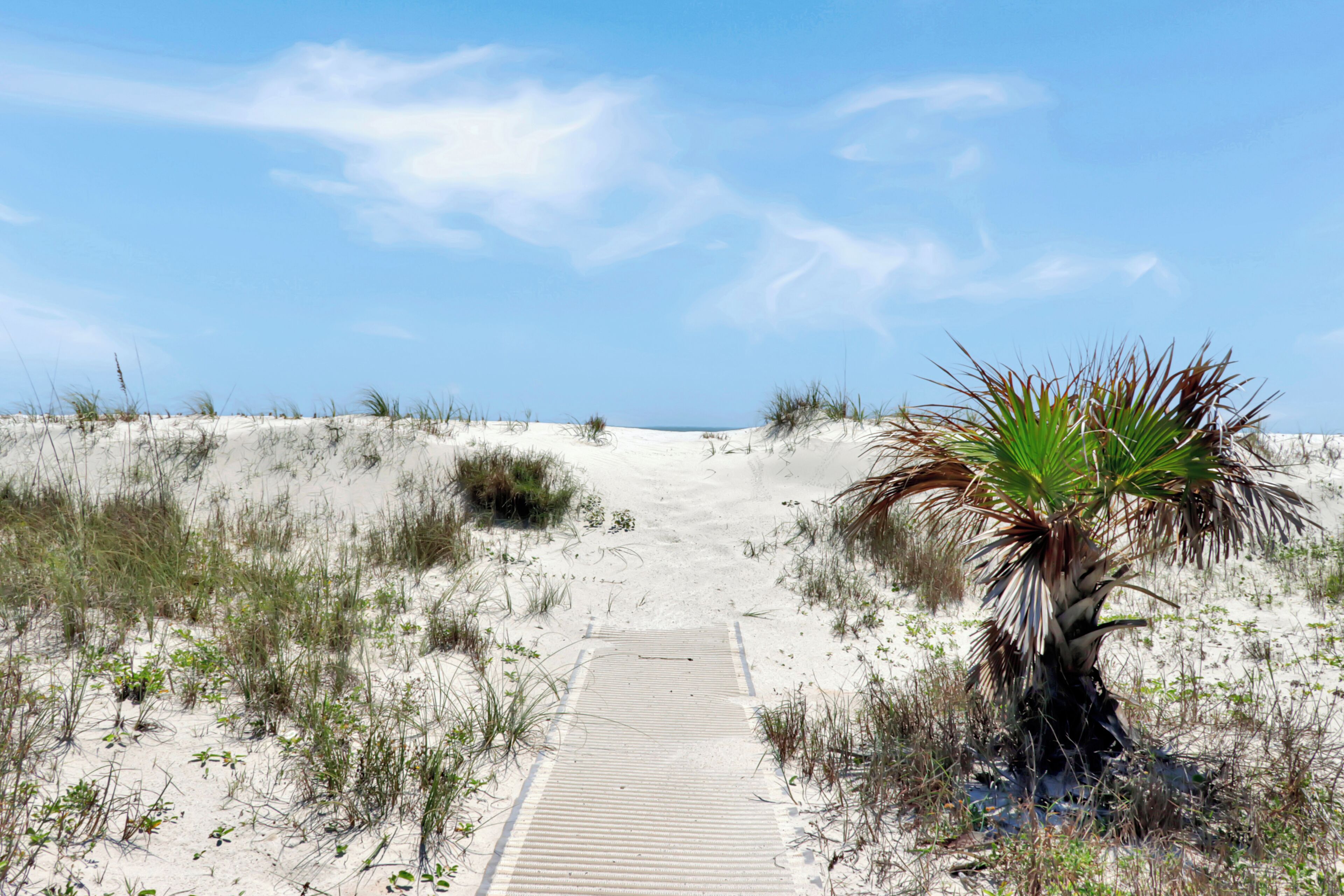 A sandy beach path leading to the ocean with sparse vegetation and a palm tree.