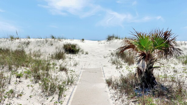 A sandy beach path leading to the ocean with sparse vegetation and a palm tree. - Beachfront Home | Hot tub | Pet Friendly | Sea Palms (Indian Pass)
