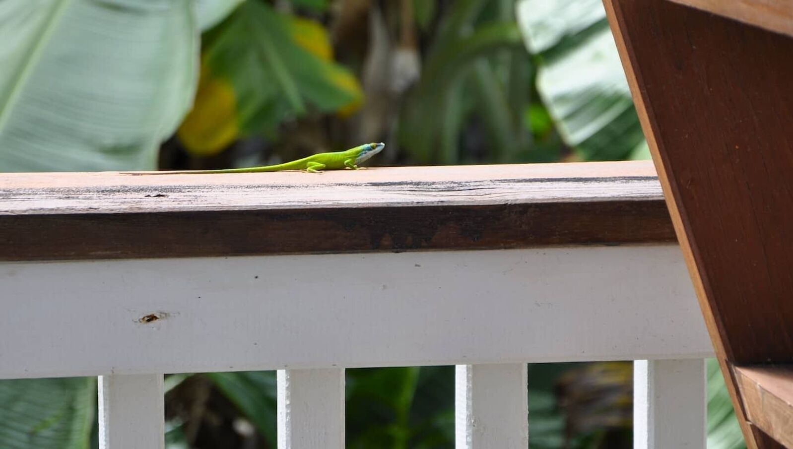 Uma lagartixa verde sobre um corrimão de madeira branca, com fundo desfocado em tons de verde.