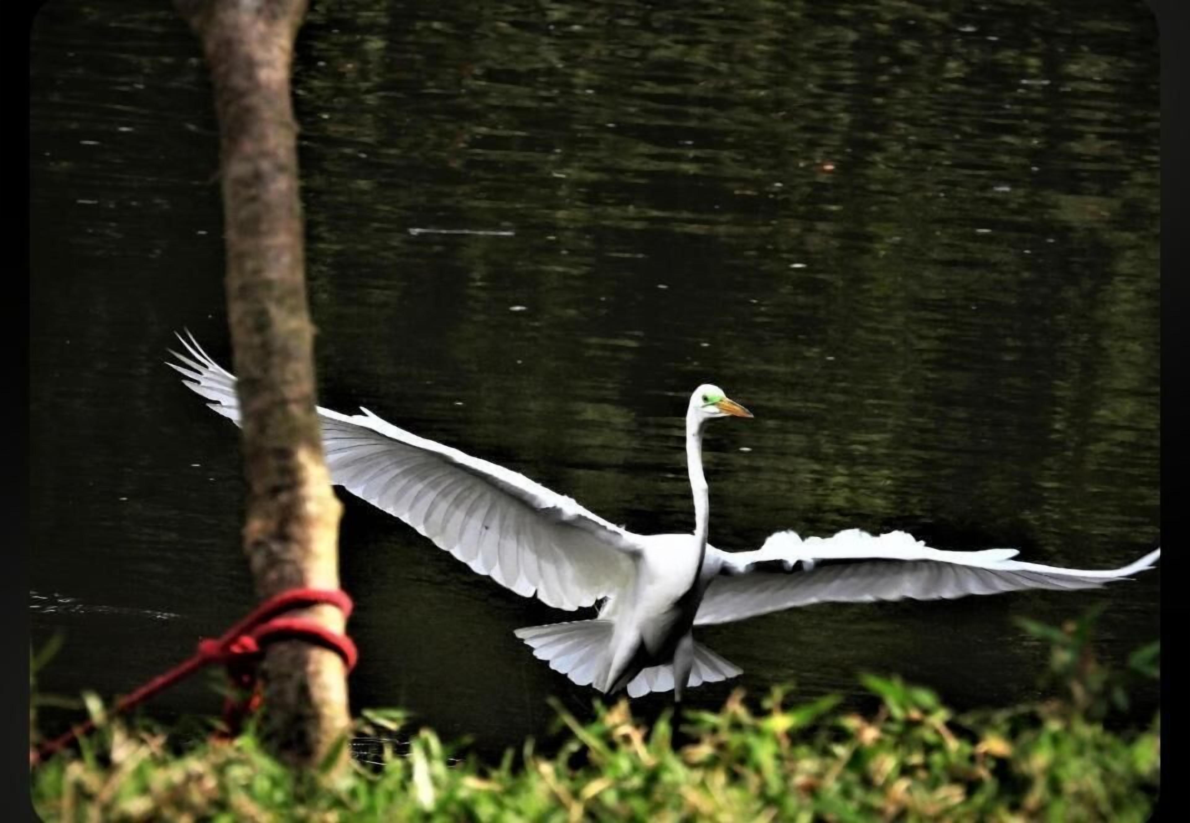 Ein Vogel im Flug in der Nähe eines Baumes, im Hintergrund ein Gewässer.