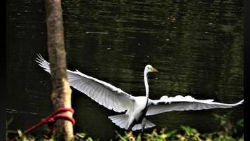 Ein Vogel im Flug in der Nähe eines Baumes, im Hintergrund ein Gewässer.