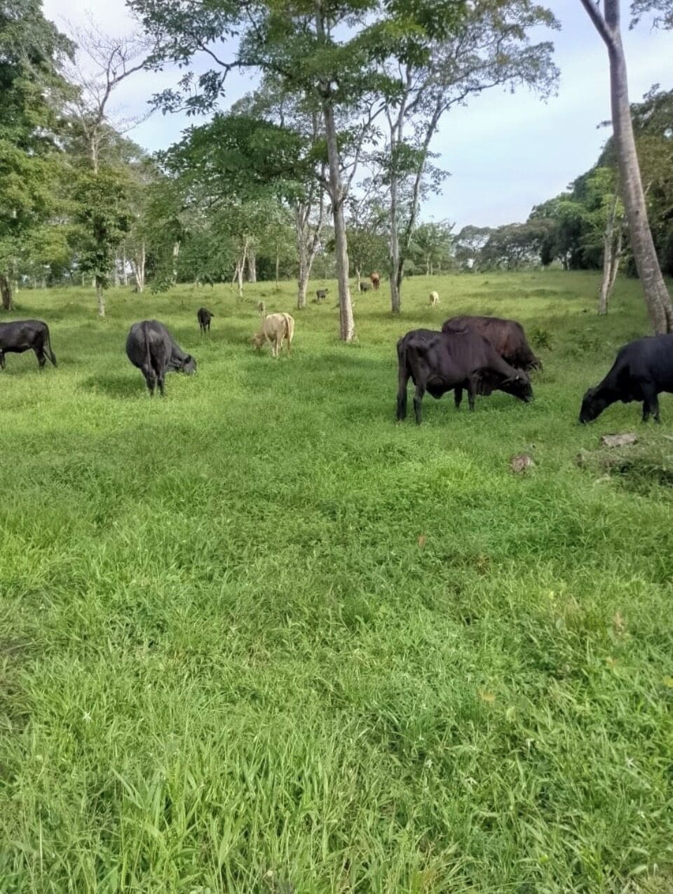 A grassy field with trees and cows grazing.