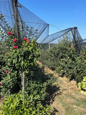 Jardines del alojamiento