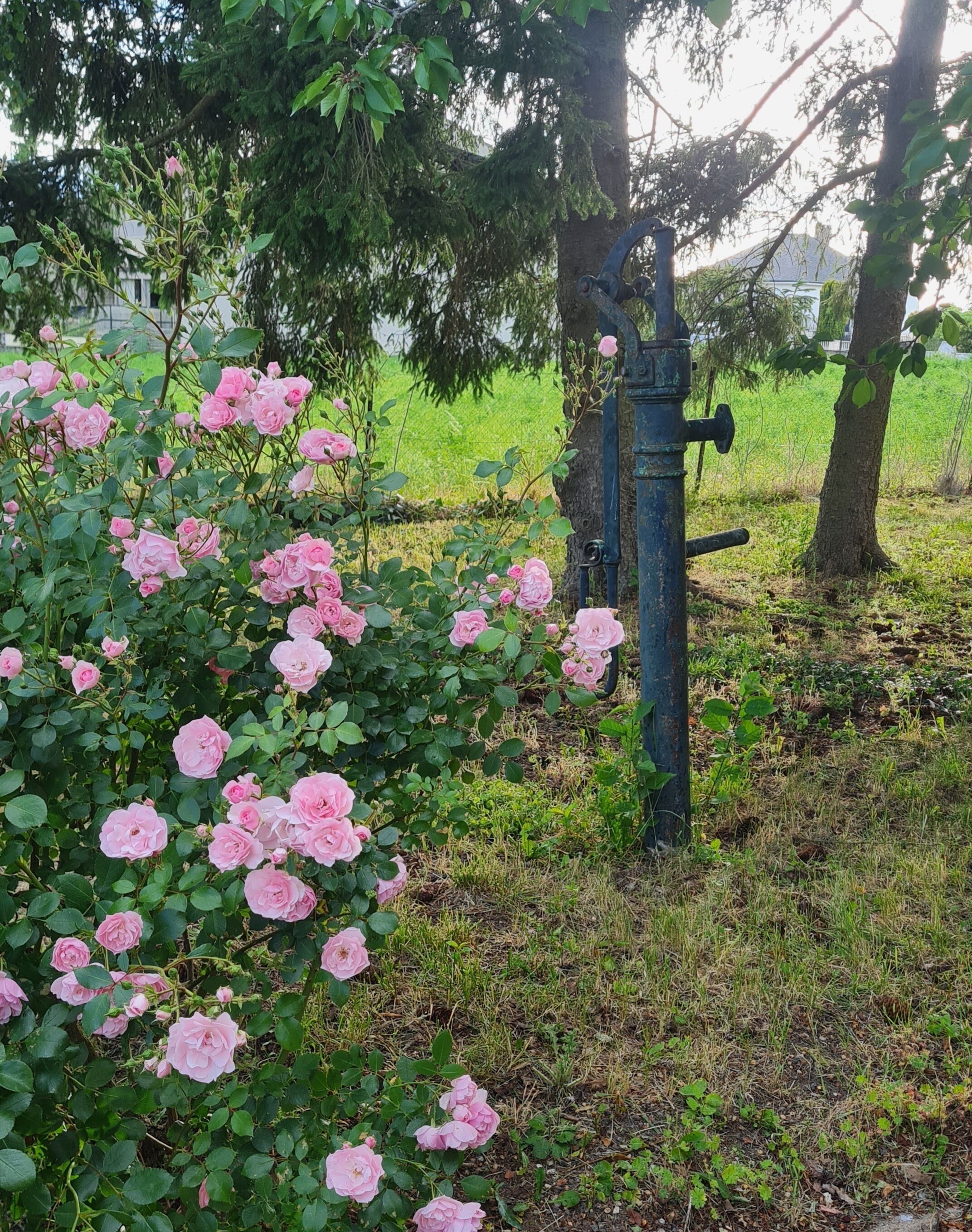 A garden with pink roses and a metal structure.