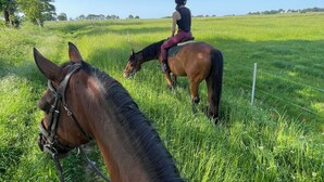 A horse and rider in a grassy field with a clear sky.