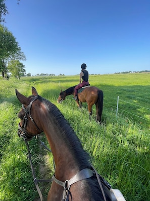 Un caballo y jinete en un campo cubierto de hierba, bajo un cielo despejado.
