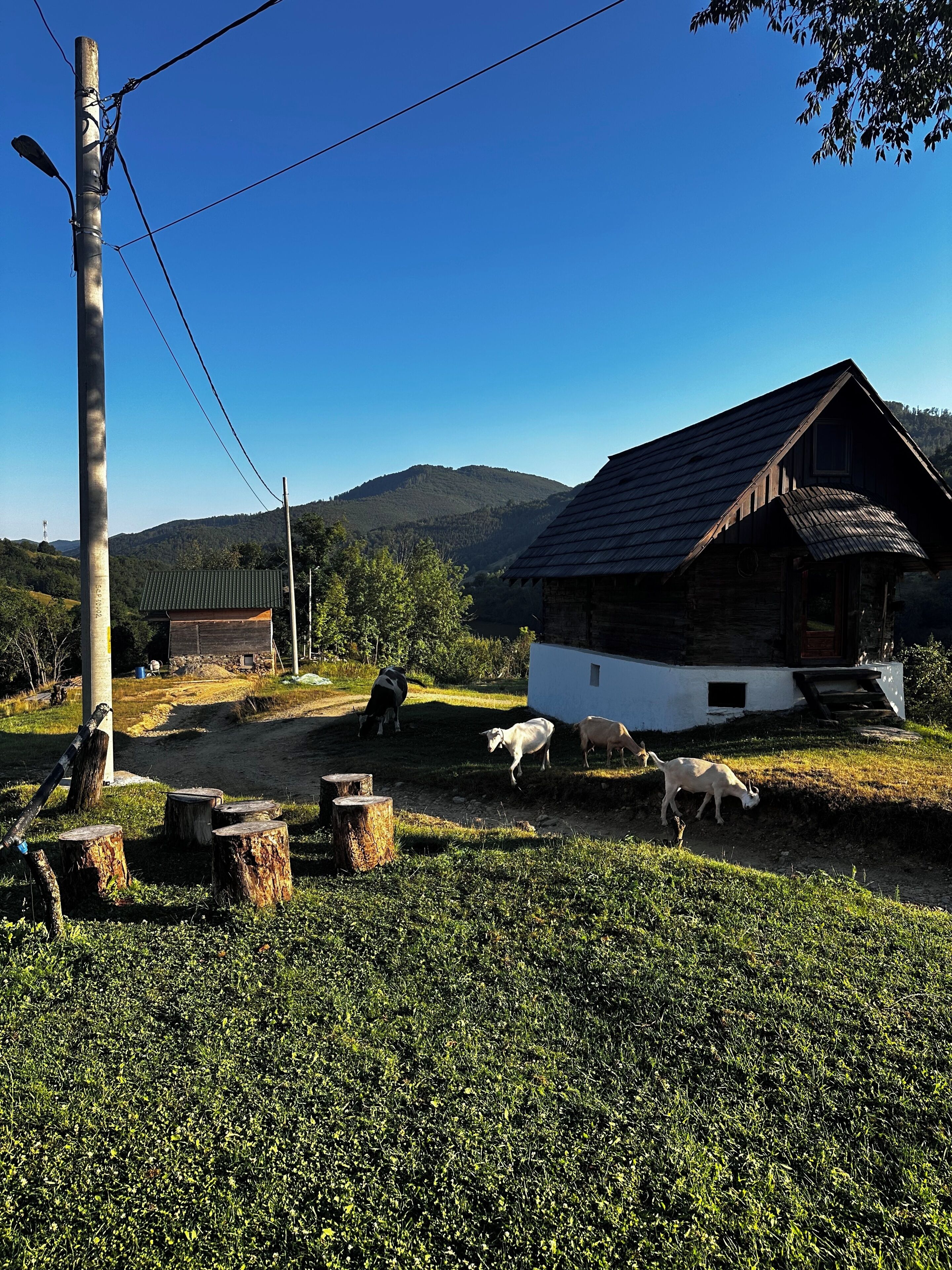Een landelijk landschap met een houten huis, een onverharde weg en graasende dieren.