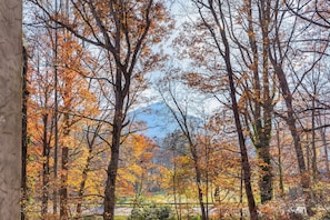 A forest with tall trees and a clear sky.