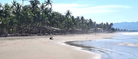 Une plage bordée de palmiers, sous un ciel dégagé.