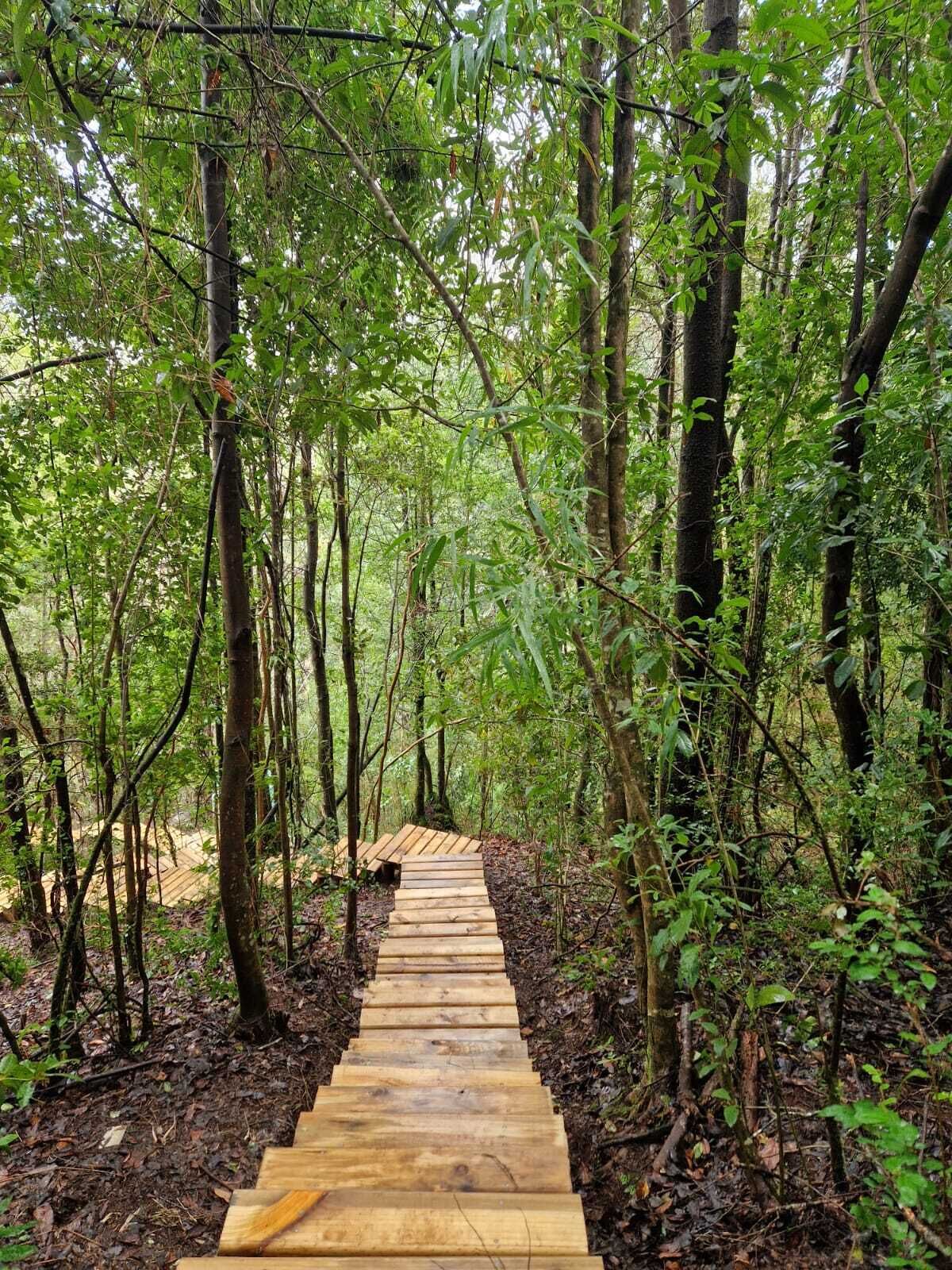 Ein Holzweg durch einen dichten Wald.