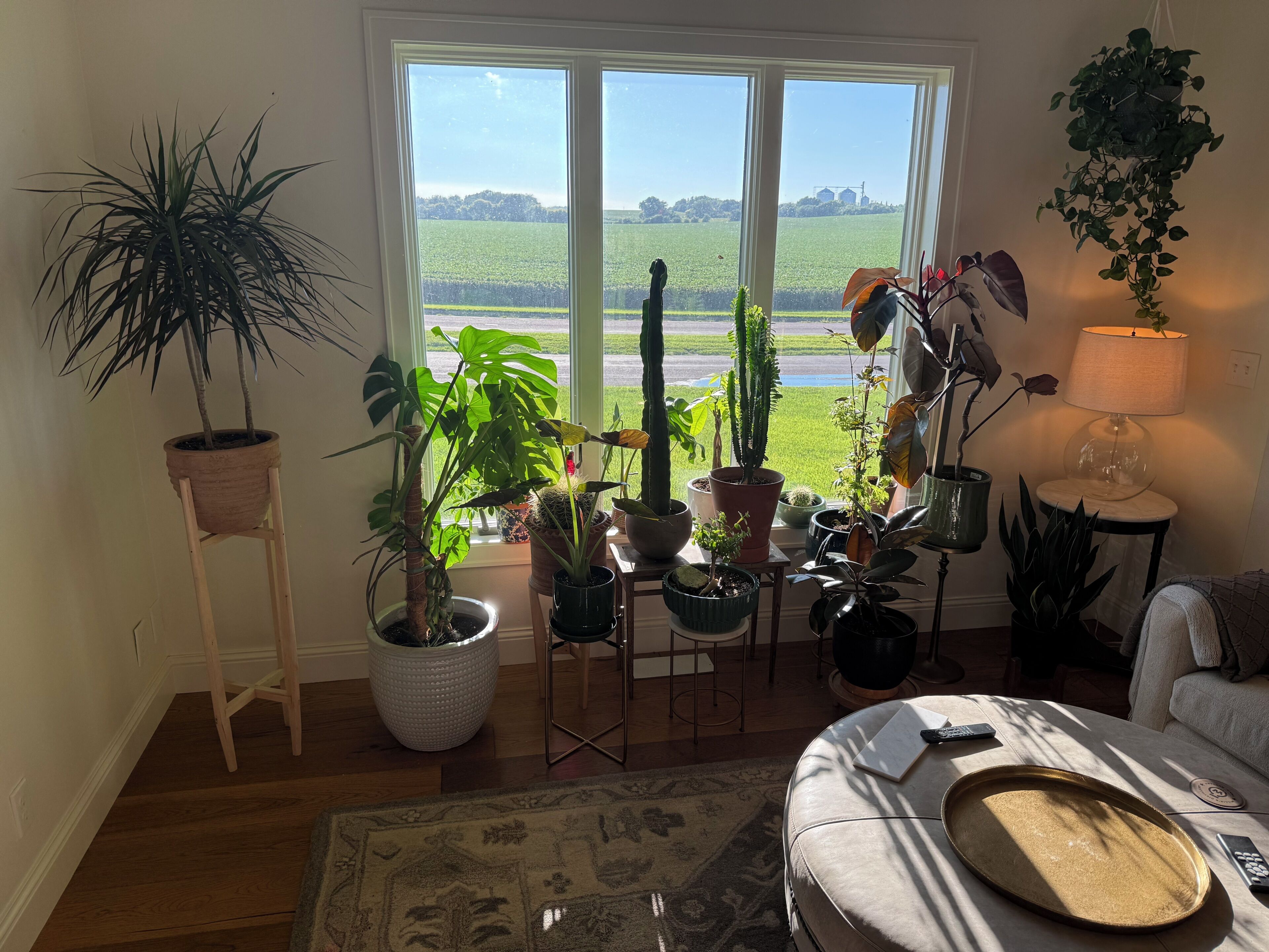 Un salon avec une grande fenêtre, différentes plantes en pot, une lampe et un canapé.