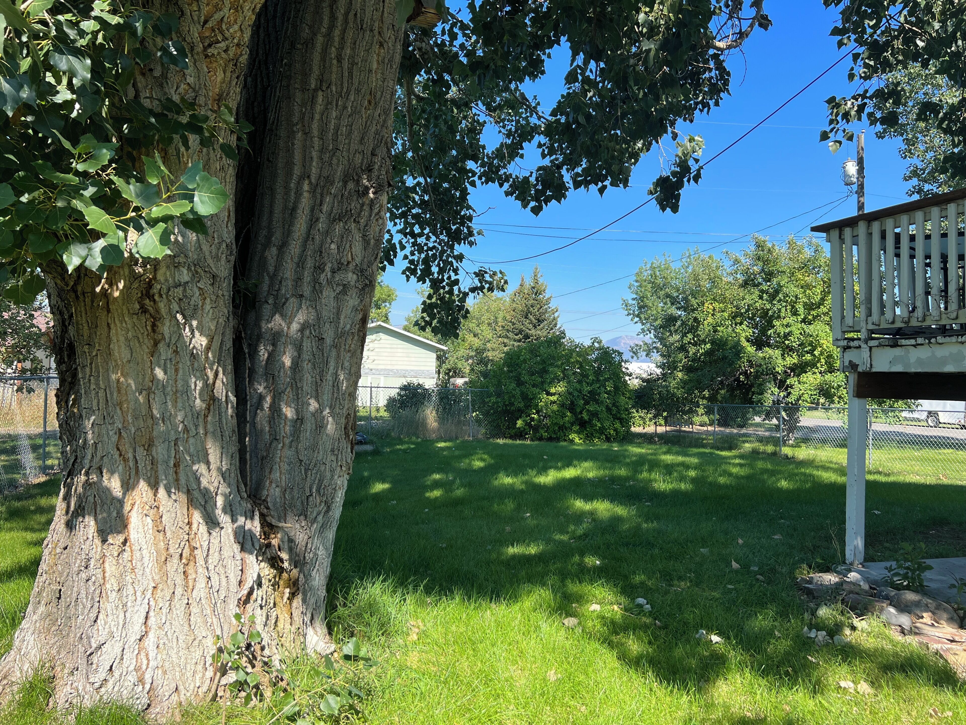 Ein großer Baum mit dickem Stamm und dichtem Blätterwerk, eine Rasenfläche, ein weißer Zaun sowie ein Haus mit Garage im Hintergrund.