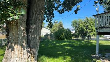 Ein großer Baum mit dickem Stamm und dichtem Blätterwerk, eine Rasenfläche, ein weißer Zaun sowie ein Haus mit Garage im Hintergrund.