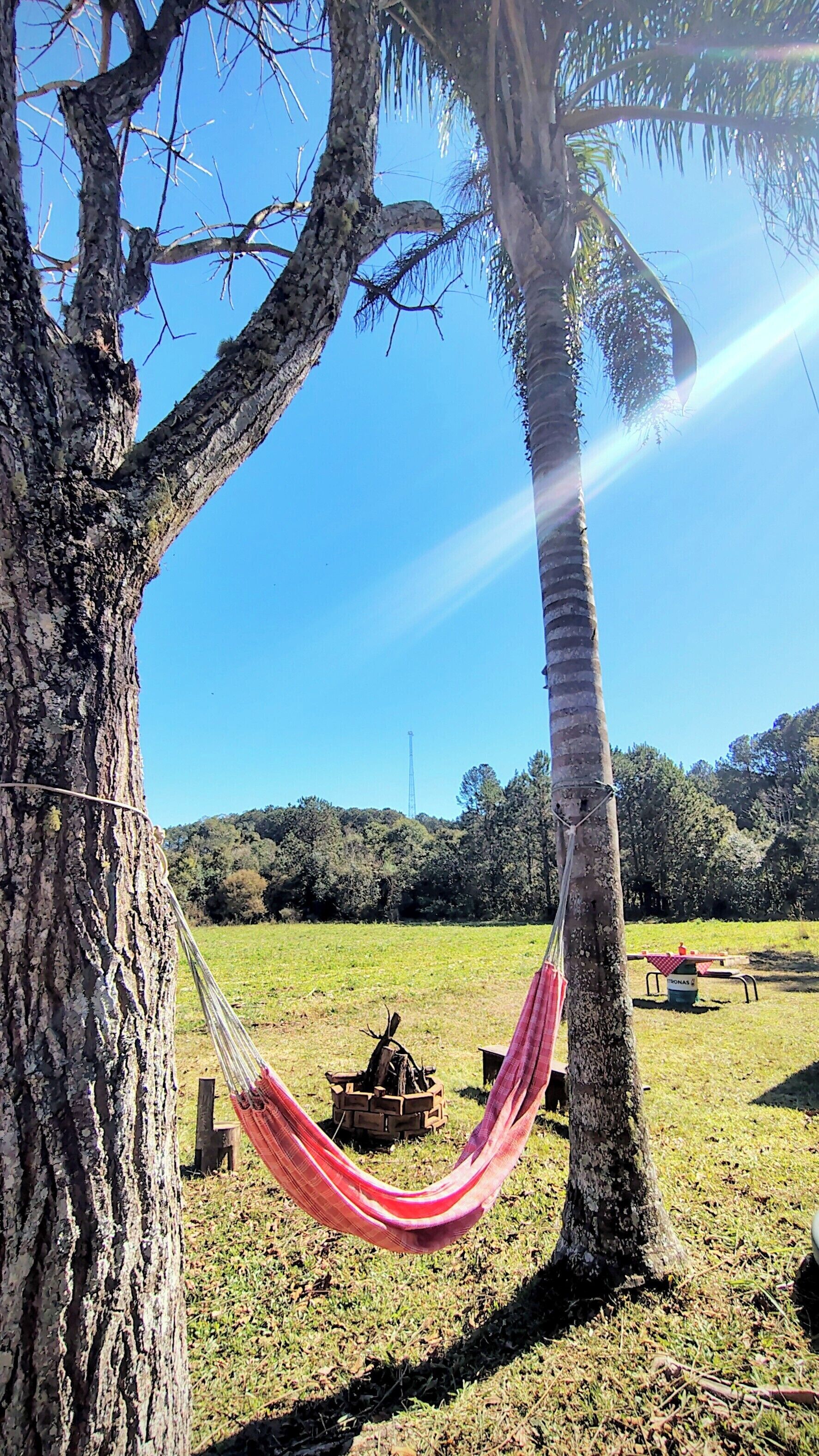 A hammock between two trees in a grassy field with a picnic table and a fire pit in the background.