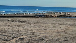 A beach with seagulls and waves. - Cozy holiday home in Hune near Blokhus (Hune)