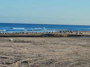 A beach with seagulls and waves. - Cozy holiday home in Hune near Blokhus (Hune)