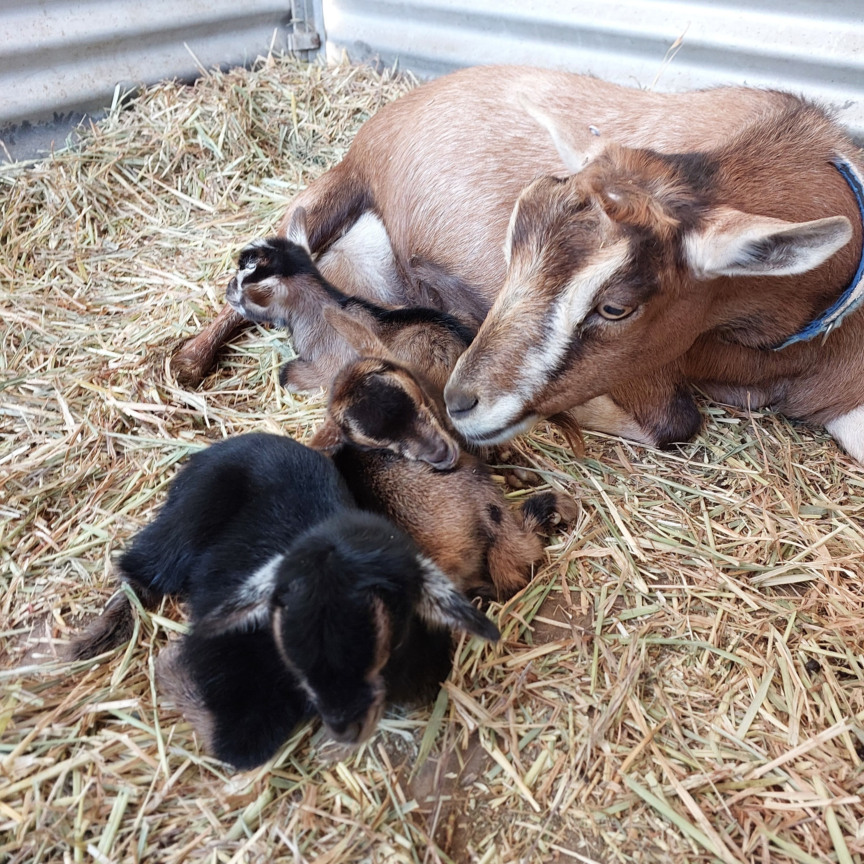 A goat lying on straw with two smaller goats nearby.
