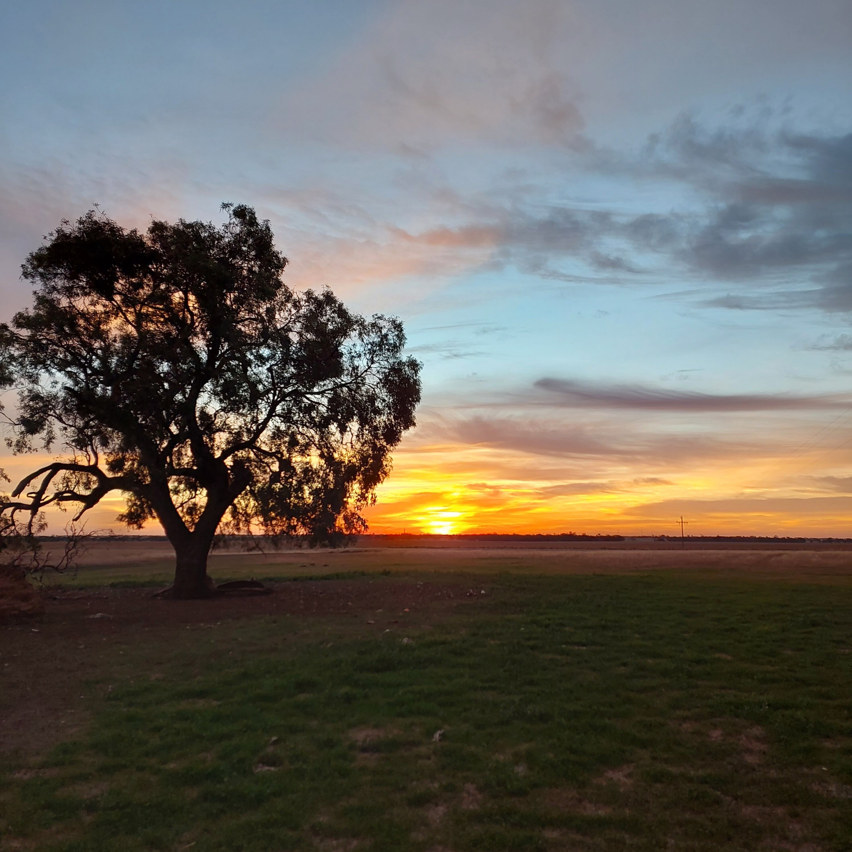 Un arbre dans un champ, avec un coucher de soleil en arrière-plan.