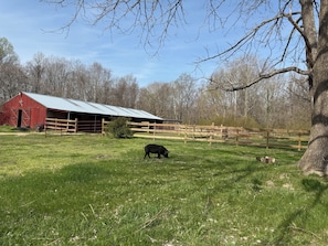 A barn with a metal roof, a fenced pasture, and a black pig grazing.