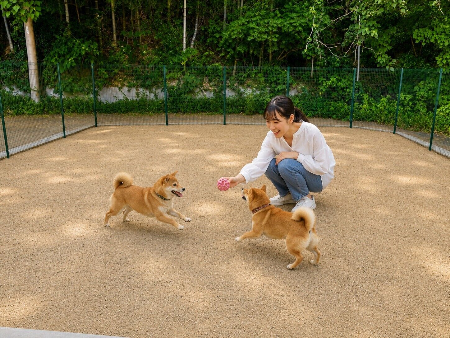 A person interacting with two dogs in an outdoor area with a dirt ground and green fencing.