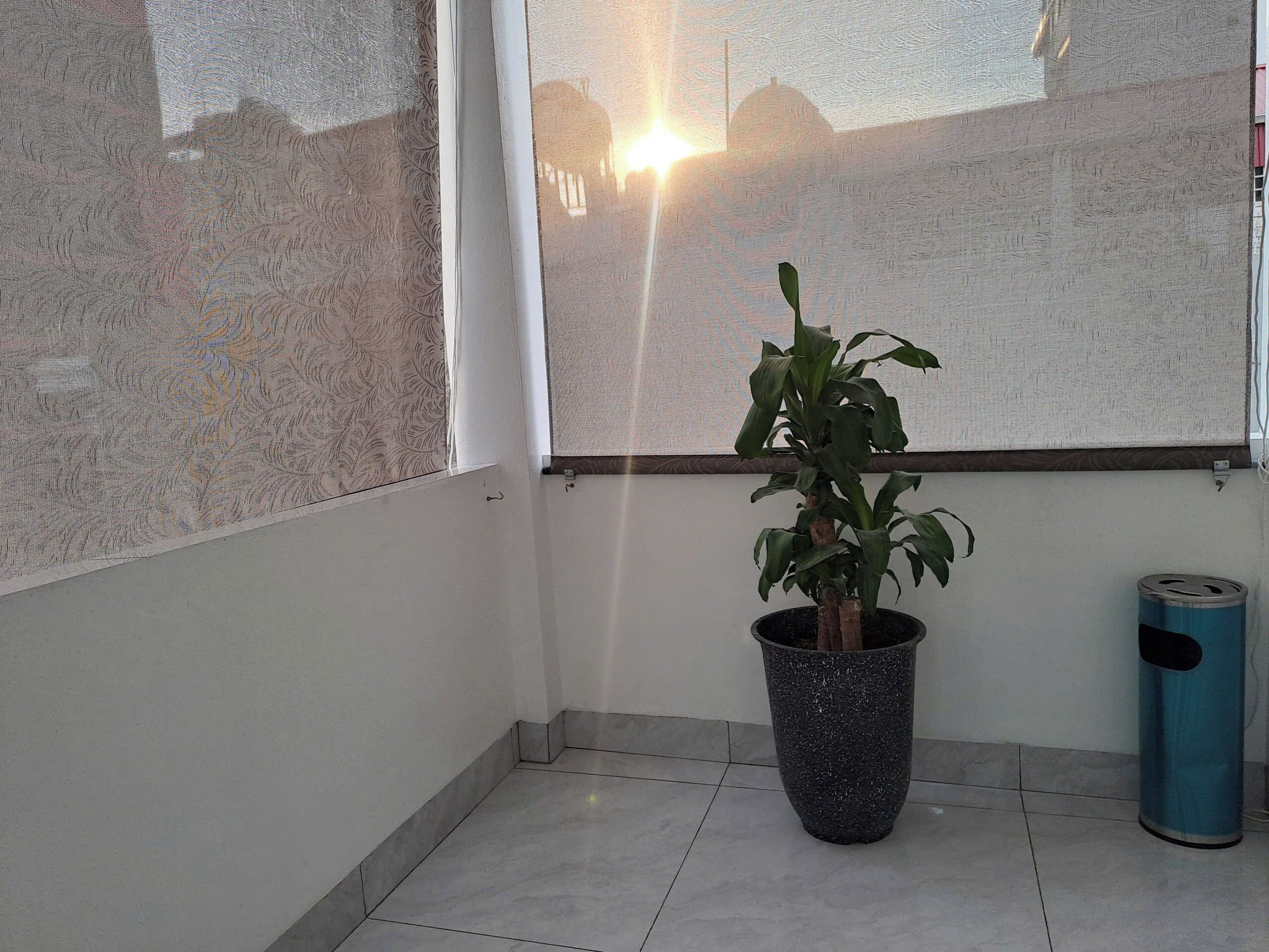 A potted plant on a balcony with a view of a building and a clear sky.