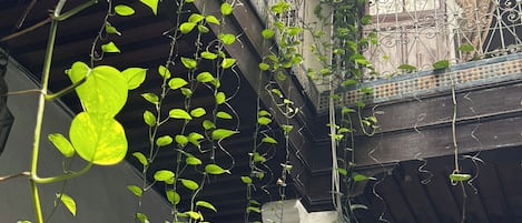 A building with a balcony, columns, and climbing plants.