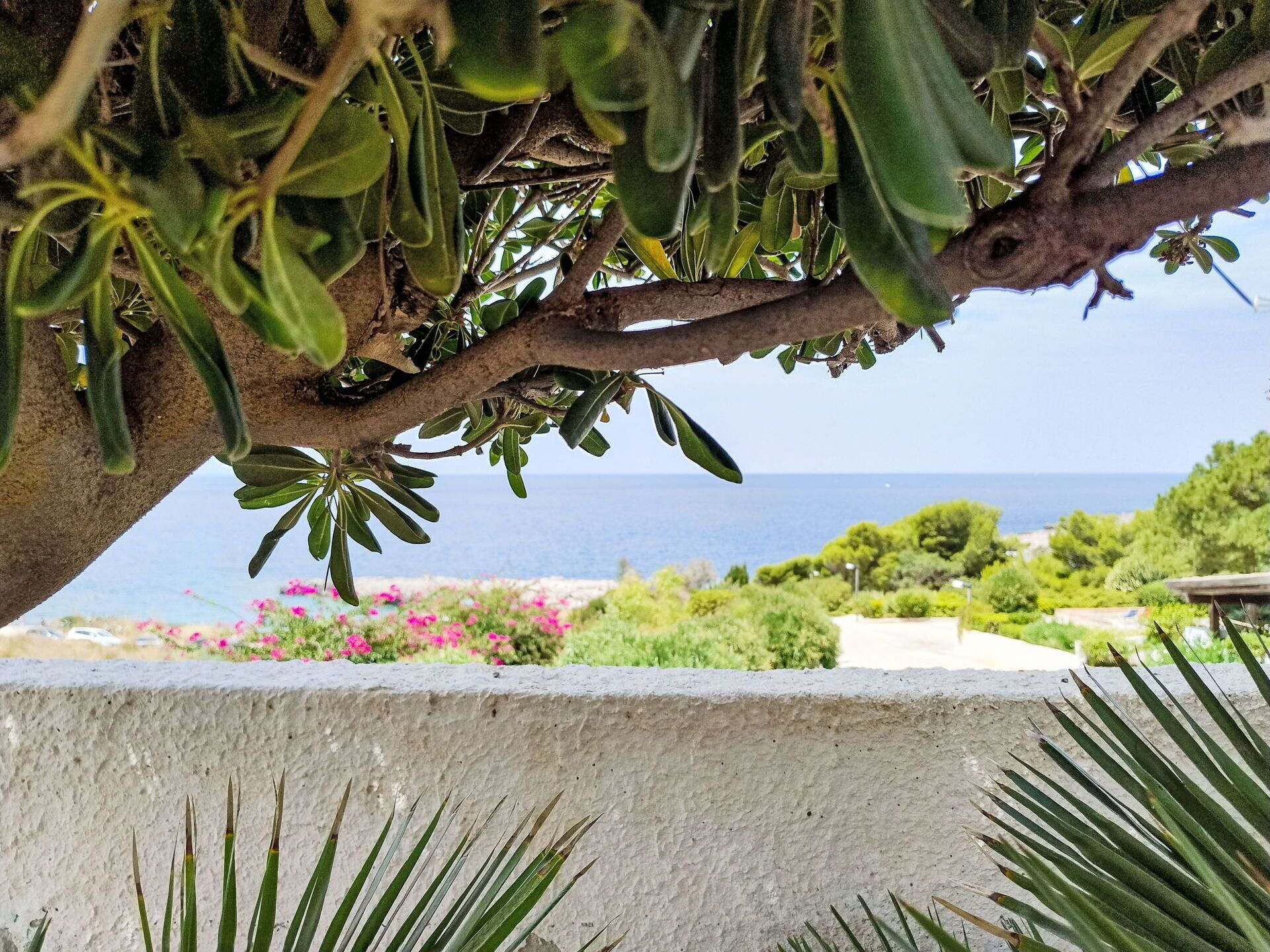 A coastal view with a tree and a concrete wall in the foreground.