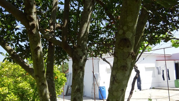 A residential area with trees, a white building, and a blue barrel. - CASA DO PINHEIRO, near Olhos de Água River Beach and the Lake Azul (Pé de Cão)