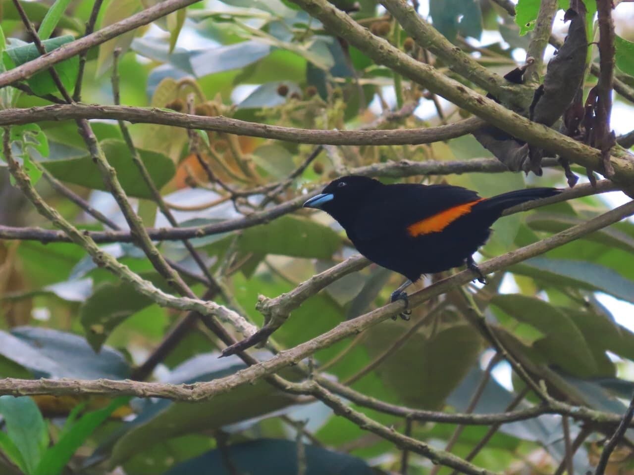 Un oiseau était perché sur une branche, entouré d’un feuillage dense.