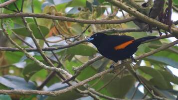 Un oiseau était perché sur une branche, entouré d’un feuillage dense.