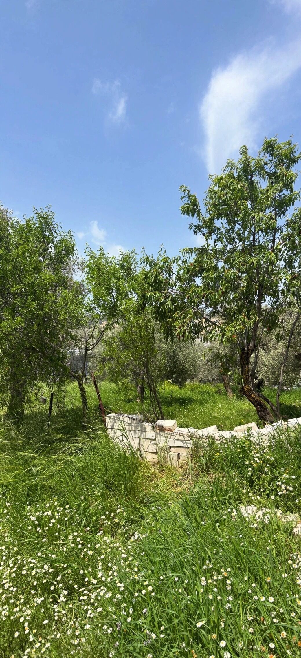 Un paysage naturel avec des arbres, un mur de pierre et des fleurs sauvages.
