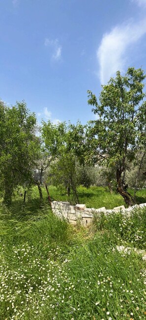 A natural landscape with trees, a stone wall, and wildflowers.