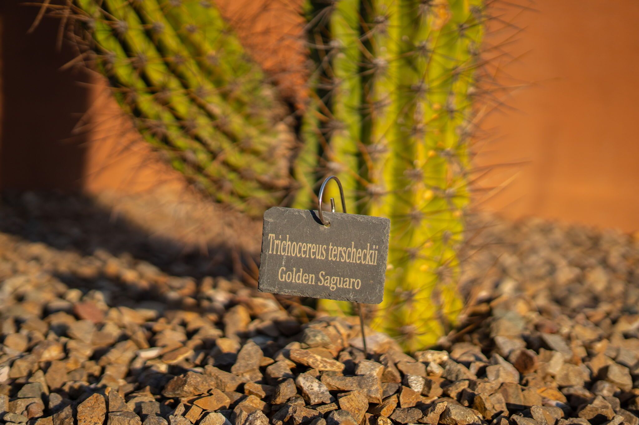 Un cactus avec une étiquette placée devant.