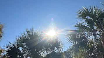 A clear sky with sunlight filtering through palm trees.