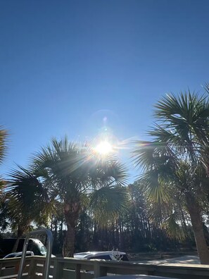 Strahlend blauer Himmel mit Sonnenlicht, das durch Palmen fällt.
