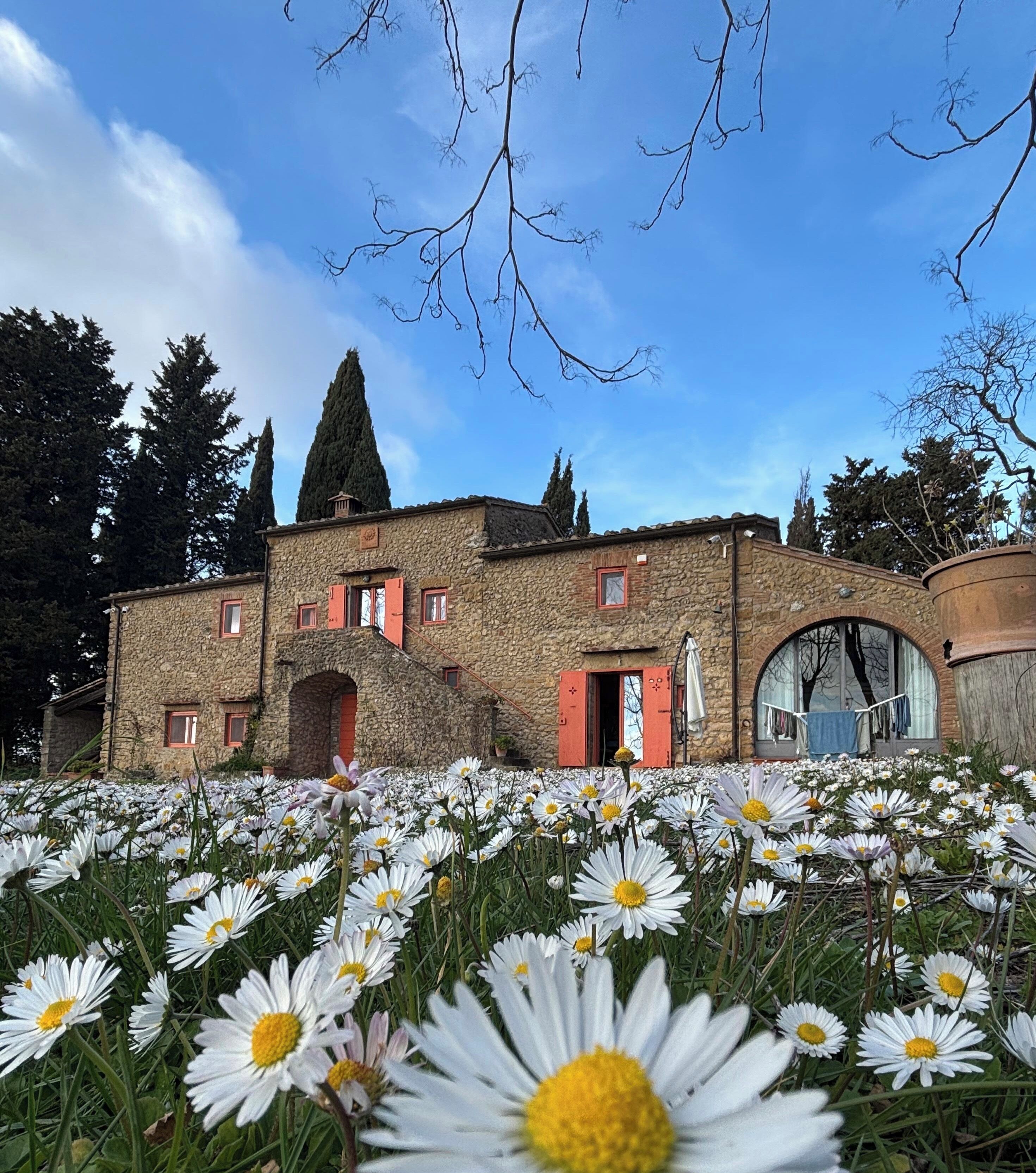 A stone building with a large arched window and red shutters, surrounded by a field of white daisies.
