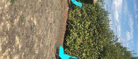 A clear view of a swimming pool with a blue chair and umbrella, surrounded by greenery and a clear sky.