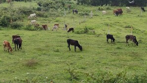 Paisaje rural con varias vacas pastando en un campo.
