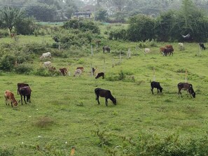A rural landscape with multiple cows grazing in a field.