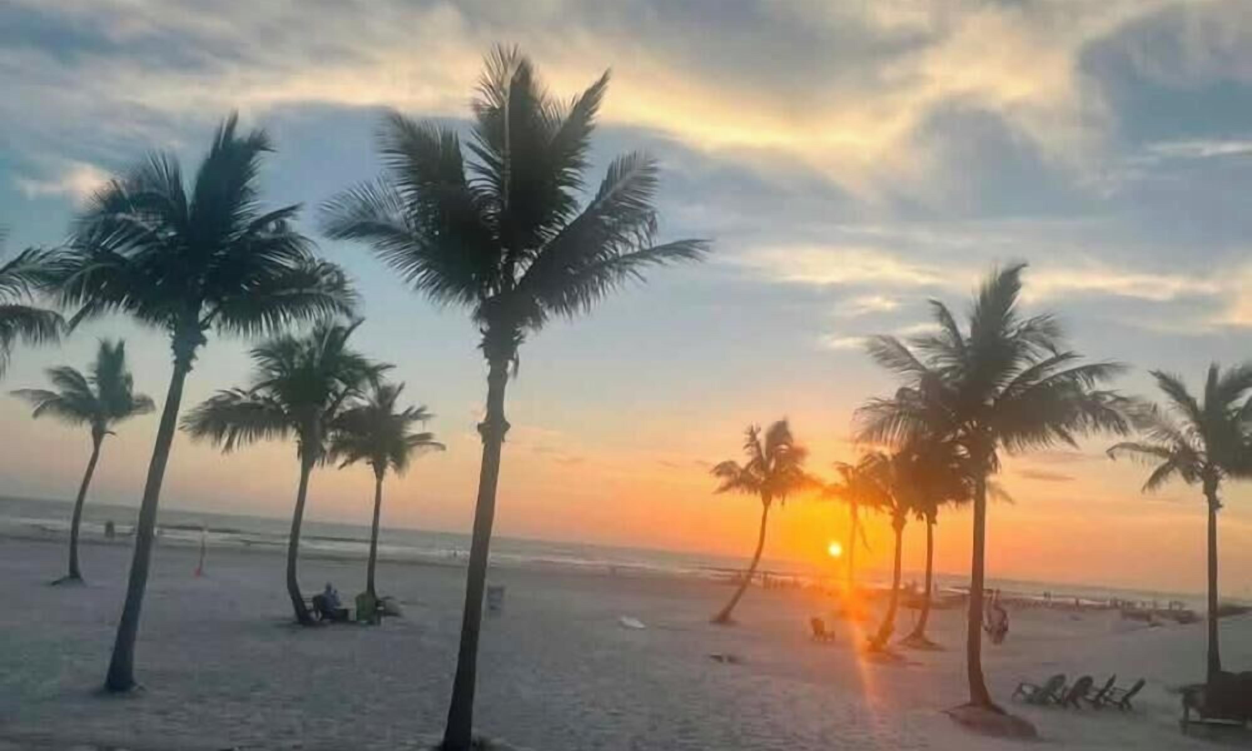 A beach with palm trees and the sun setting in the background.