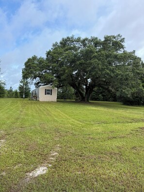 Property grounds - Whyte Pine Woods (Bainbridge)