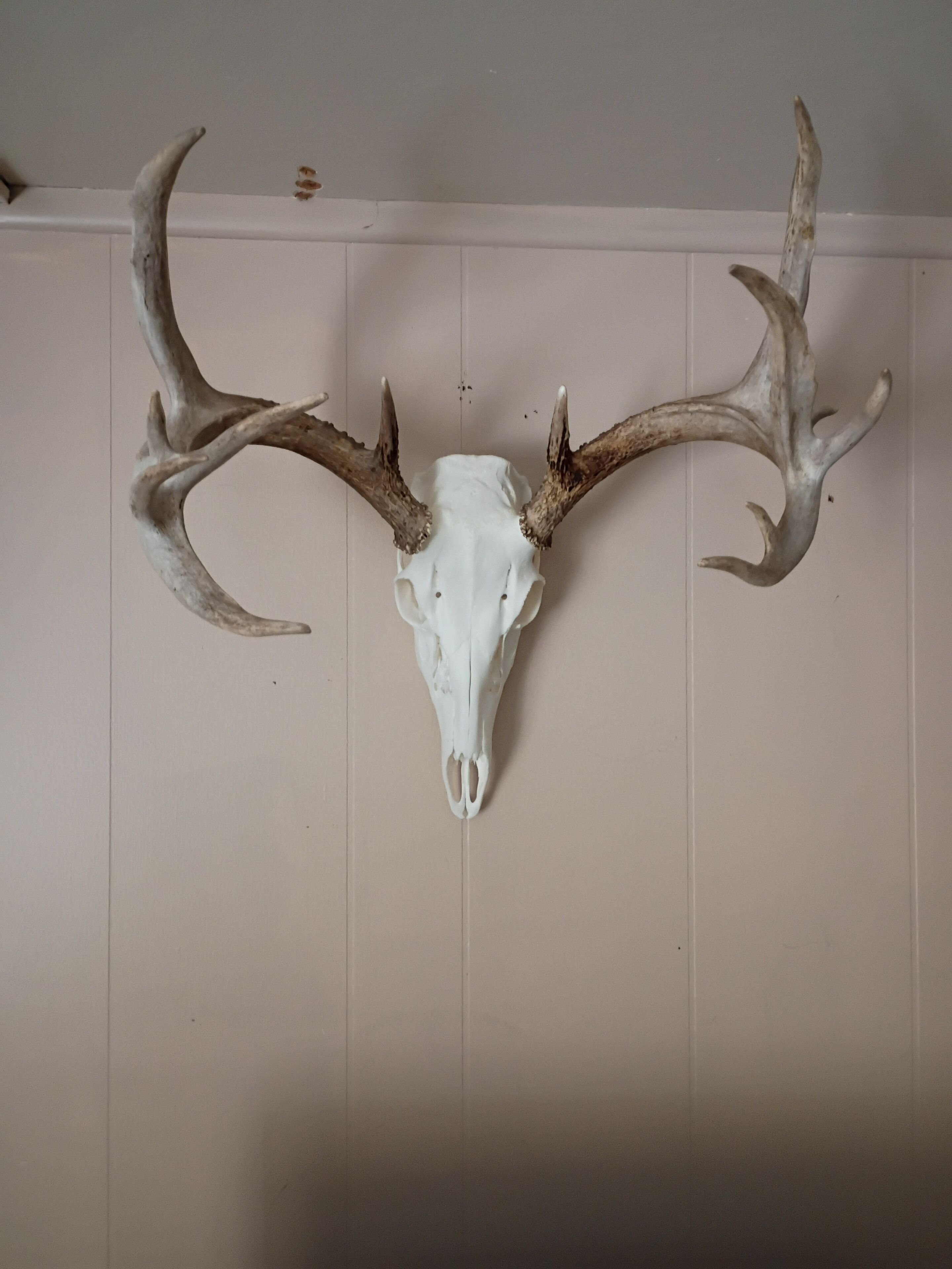 Ein an der Wand befestigter Hirschschädel mit Geweihen.